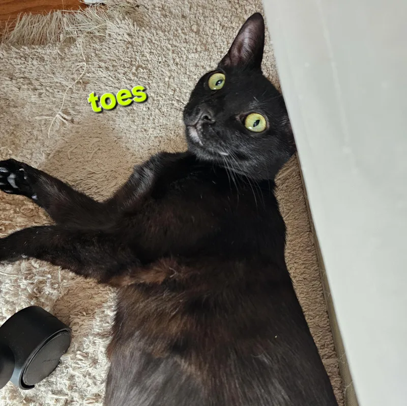 Peppermint thumbnail 4