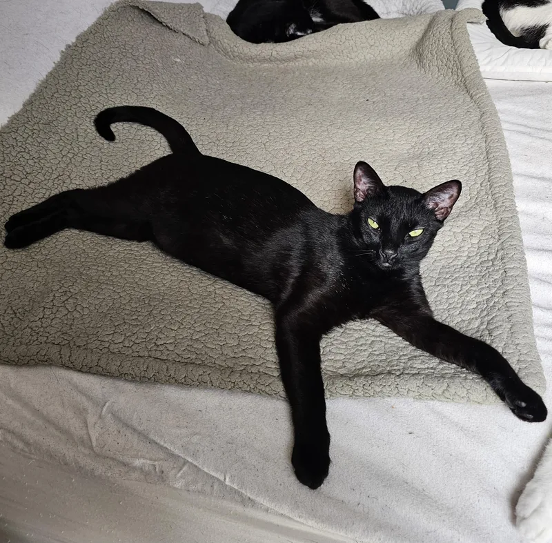 Peppermint thumbnail 5