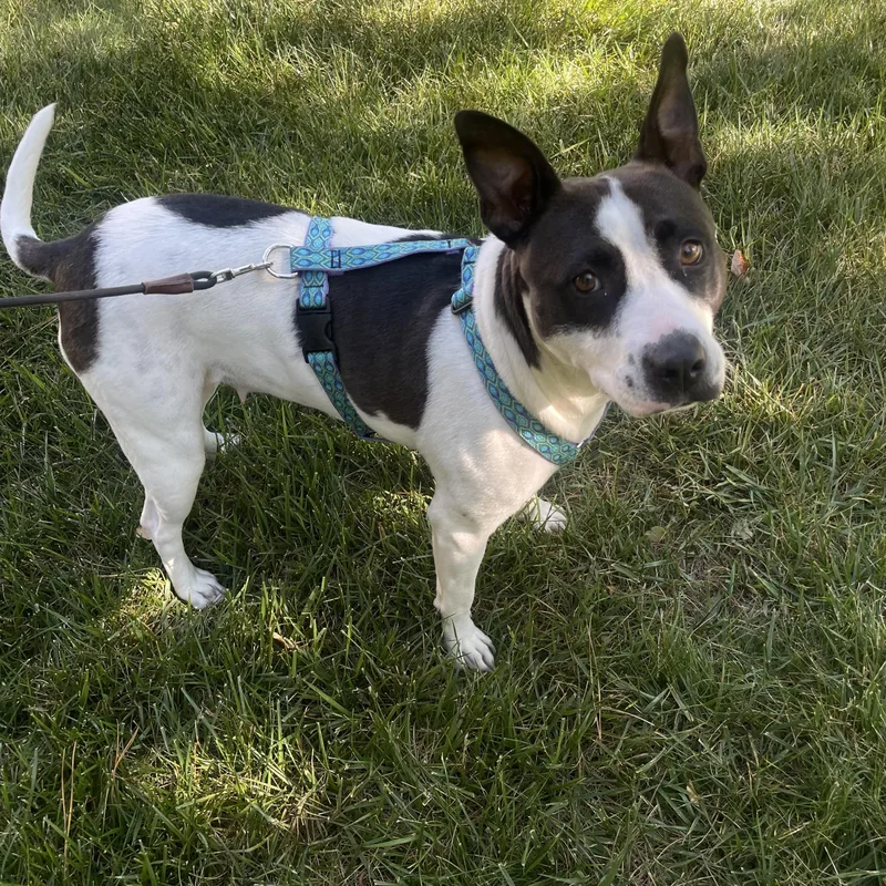 An adult medium-sized female Bicolor American Staffordshire Terrier dog named Diamond for adoption in Lancaster, SC
