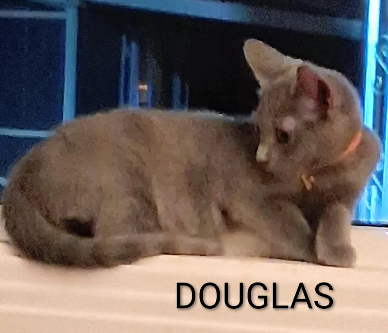 A baby medium-sized male Gray / Blue / Silver Domestic Short Hair cat named Douglas for adoption in Hawthorne, CA