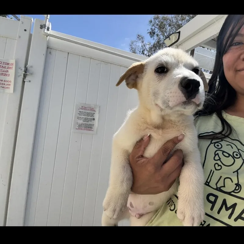 A baby medium-sized male Australian Shepherd dog named Timber for adoption in Rancho Santa Margarita, CA