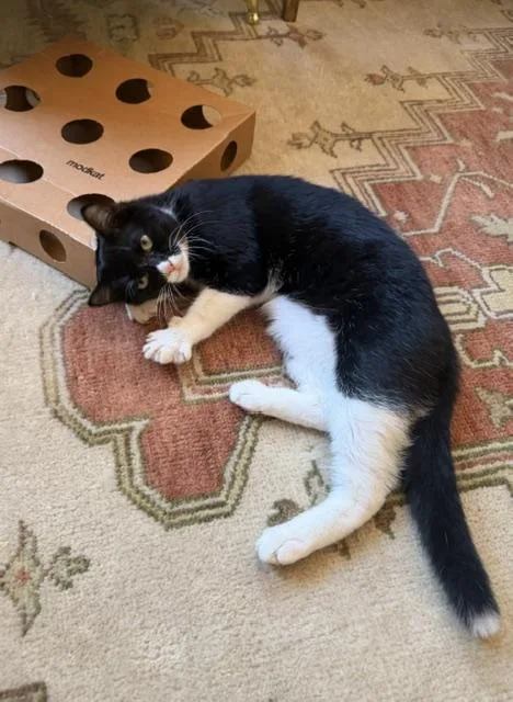 A young medium-sized female Black & White / Tuxedo Domestic Short Hair cat named Cookie for adoption in Novato, CA