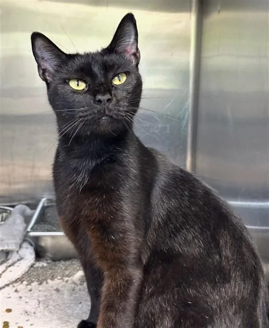 A young medium-sized female Domestic Short Hair cat named Void for adoption in Augusta, GA