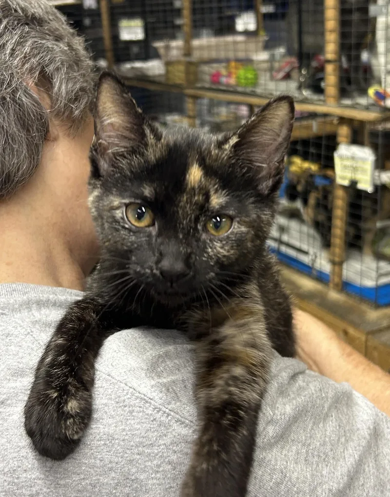 A baby small-sized female Dilute Tortoiseshell Domestic Short Hair cat named Shelby for adoption in Avon Lake, OH