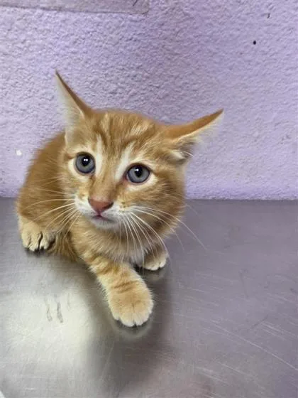 A baby small-sized female Orange / Red Domestic Medium Hair cat named Hawkins for adoption in El Paso, TX