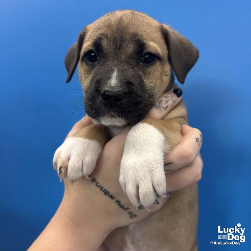 A baby large-sized female Shepherd dog named Petunia for adoption in Washington, DC