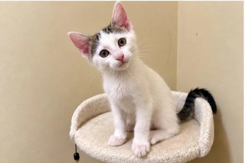 A young medium-sized female Domestic Short Hair cat named Fable for adoption in Knoxville, TN