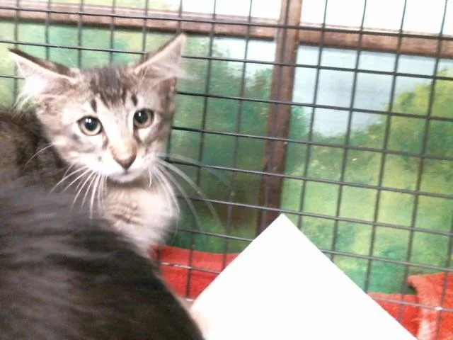 A baby small-sized male Domestic Short Hair cat named Jax for adoption in Houston, TX