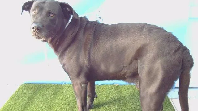 An adult medium-sized male Labrador Retriever dog named Oso for adoption in Gardena, CA