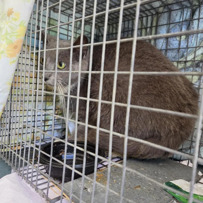 A young medium-sized female Gray / Blue / Silver Domestic Short Hair cat named OpalWC for adoption in Grand Rapids, MI
