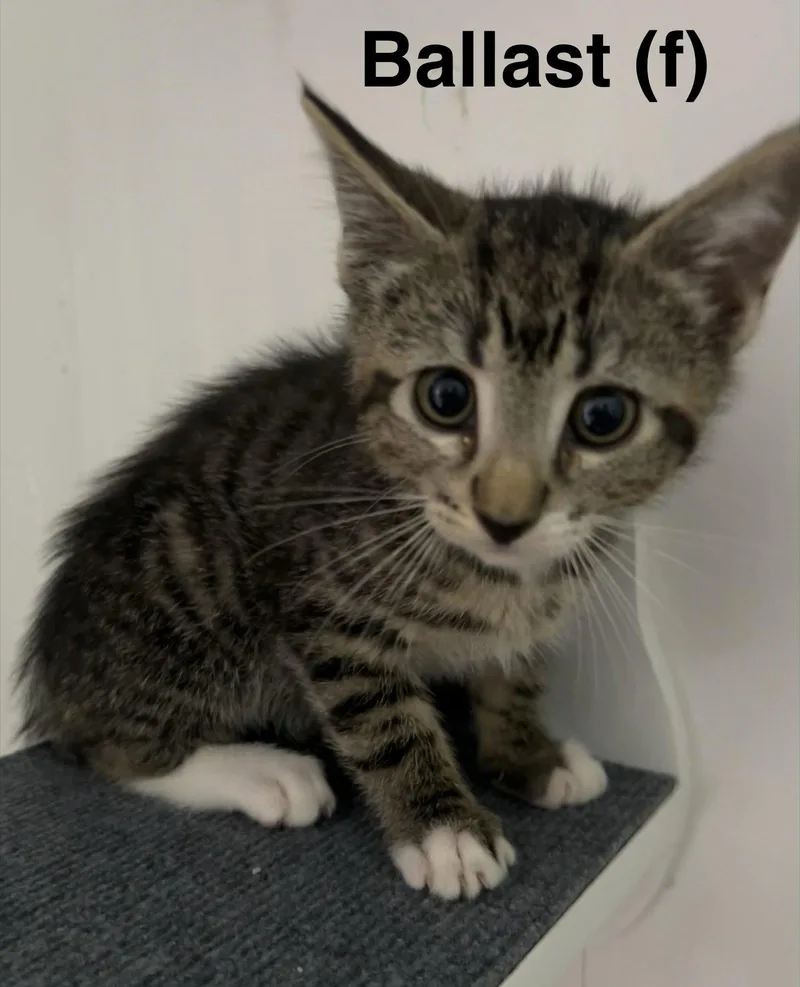A baby medium-sized female Domestic Short Hair cat named Ballast for adoption in Saugerties, NY