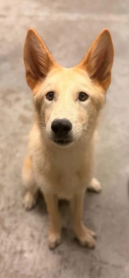 A young medium-sized female Carolina Dog dog named Winnie for adoption in Bowling Green, KY