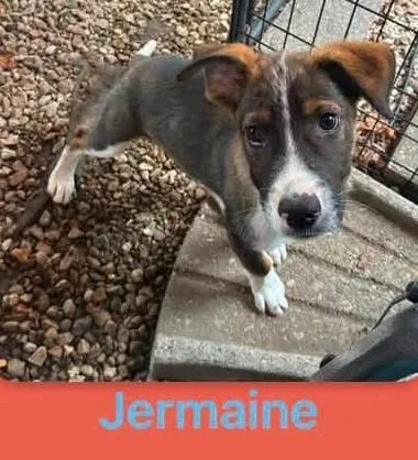 Jermaine