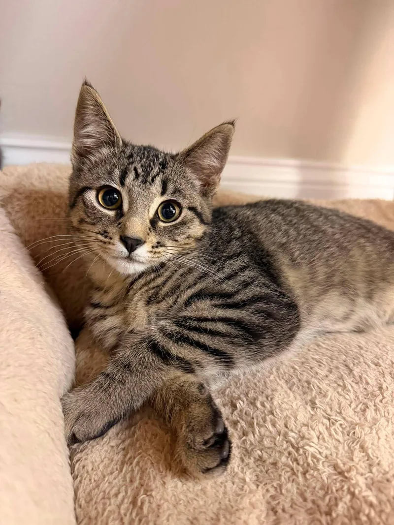 A young medium-sized female Domestic Short Hair cat named Griffy for adoption in Fulton, NY