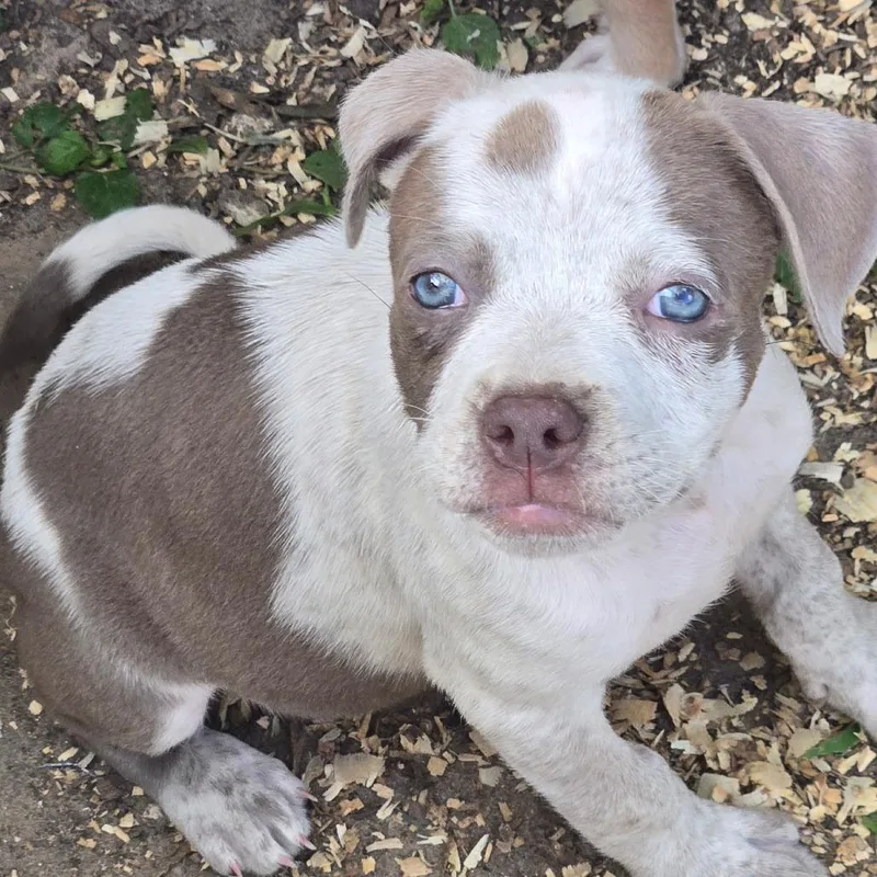 A baby medium-sized female Gray / Blue / Silver Pit Bull Terrier dog named Penelope Wheat for adoption in Floresville, TX