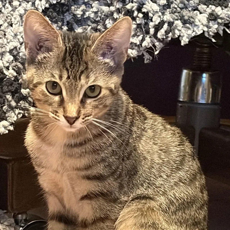 A baby small-sized male Brown / Chocolate Domestic Short Hair cat named Ghost Pepper Westie for adoption in Eaton Rapids, MI