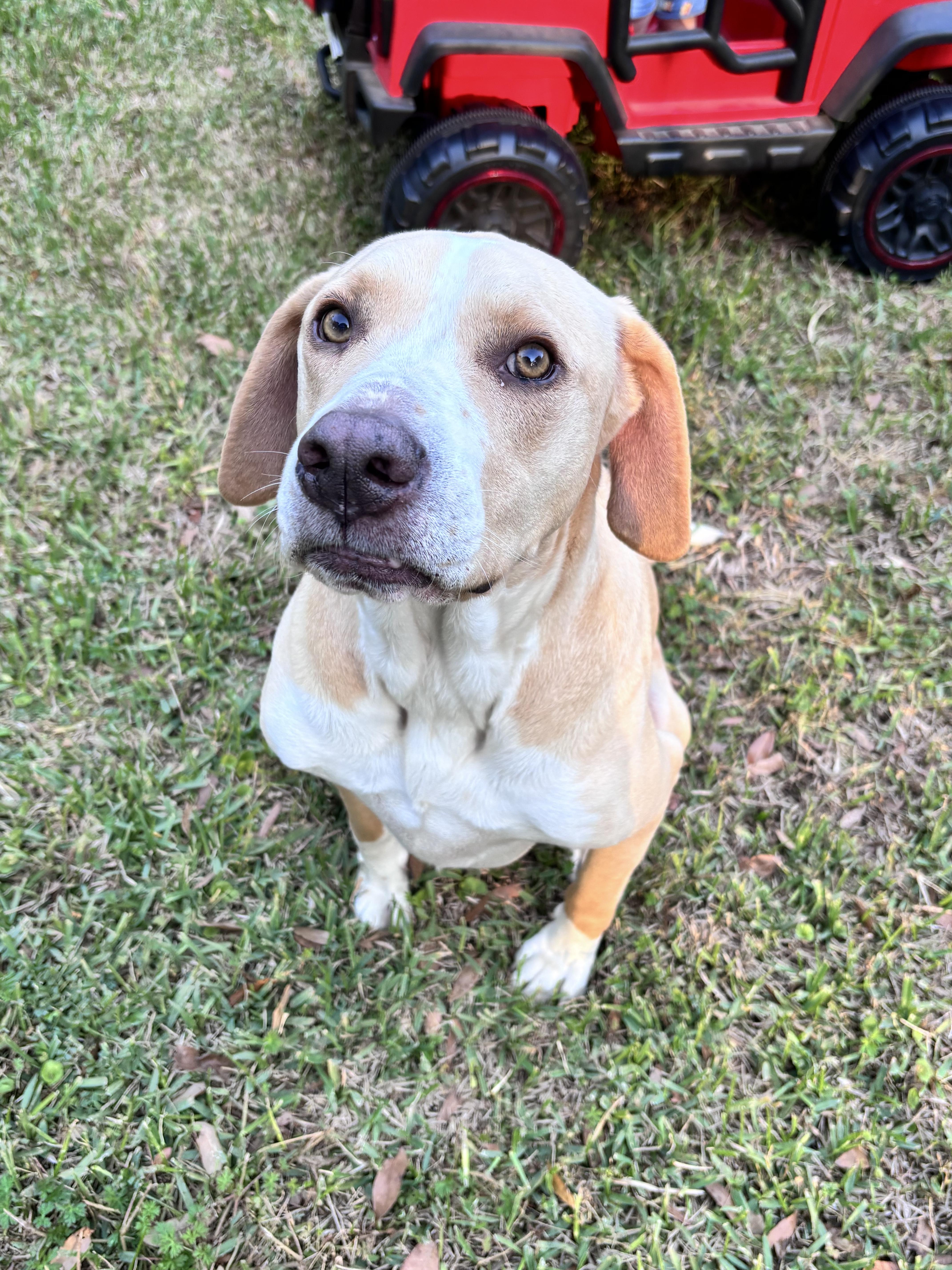An adult large-sized male Labrador Retriever dog named ~ Courtesy ~ Bo for adoption in Mobile, AL