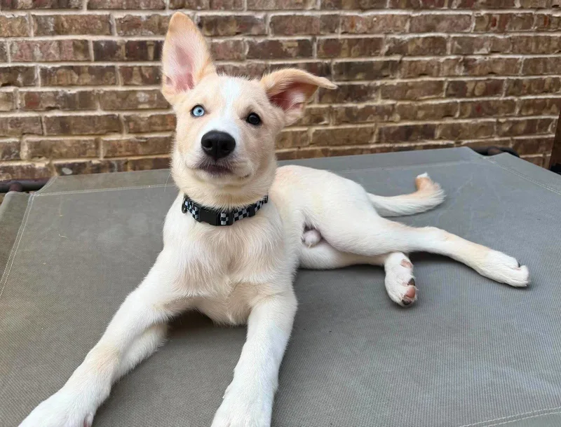 A baby medium-sized male Siberian Husky dog named Murphy for adoption in Carrollton, TX