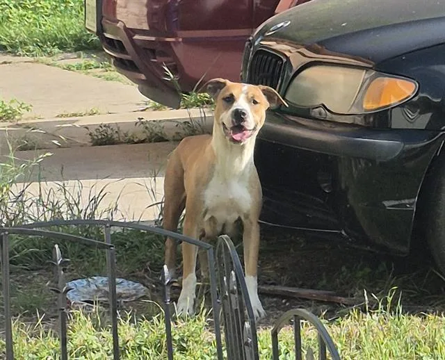 An adult medium-sized female American Staffordshire Terrier dog named Daisy for adoption in San Antonio, TX