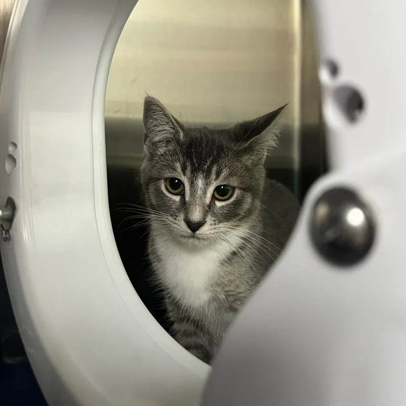 A baby small-sized female Gray / Blue / Silver Domestic Short Hair cat named Wednesday for adoption in Philadelphia, PA