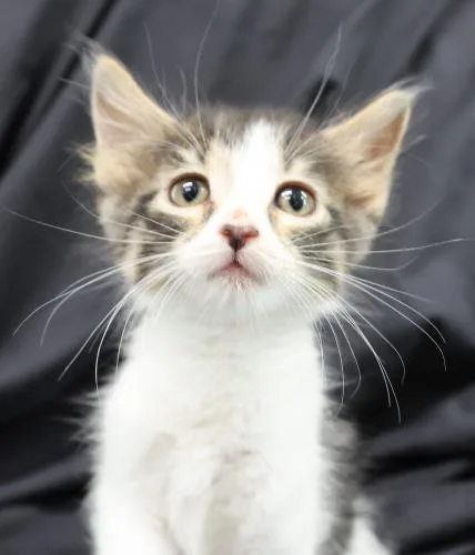 A baby medium-sized female Domestic Short Hair cat named Kuchen for adoption in Thief River Falls, MN