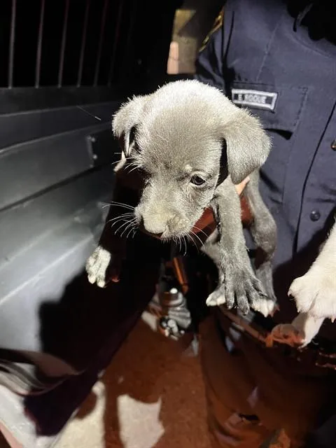 A baby small-sized female German Shepherd Dog dog named Cam for adoption in Miami, FL