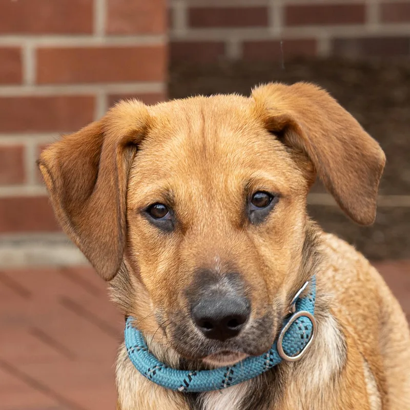A baby large-sized female Hound dog named Paige for adoption in Arlington Heights, IL