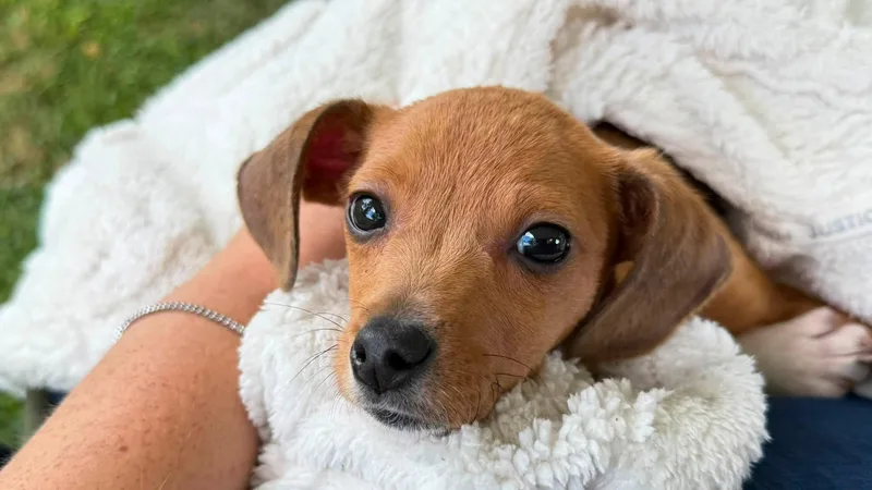 A baby medium-sized male Beagle dog named Mouse for adoption in Woolwich, ME