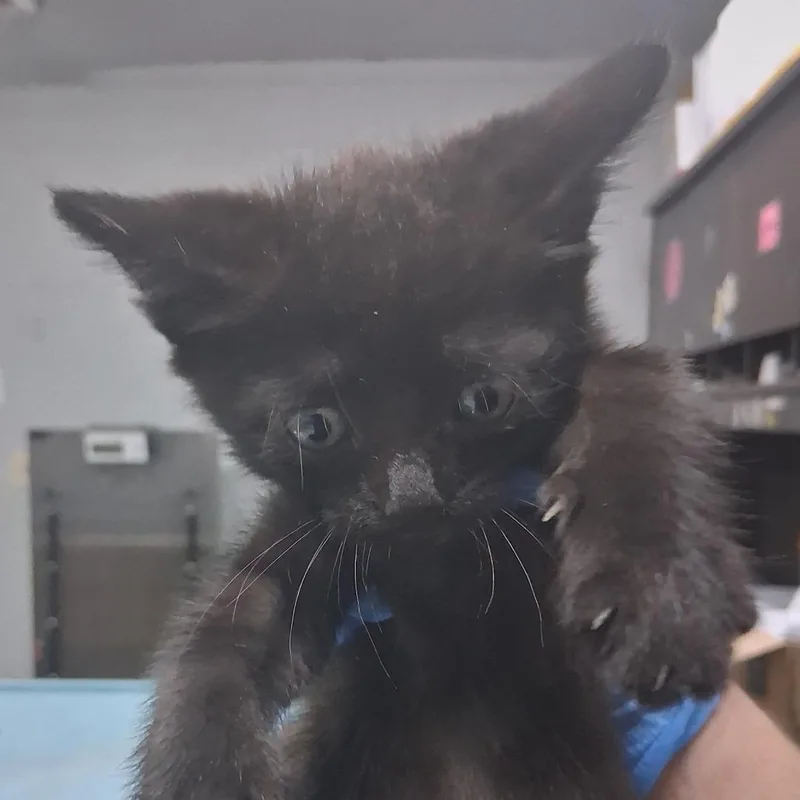 A baby small-sized male Black Domestic Short Hair cat named Caesar for adoption in Summerville, SC