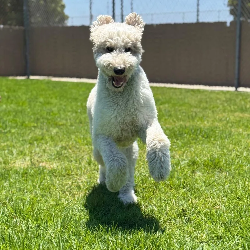 Murphy