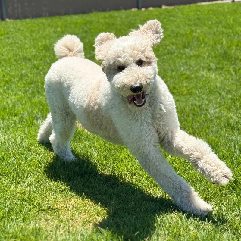 Murphy thumbnail 5