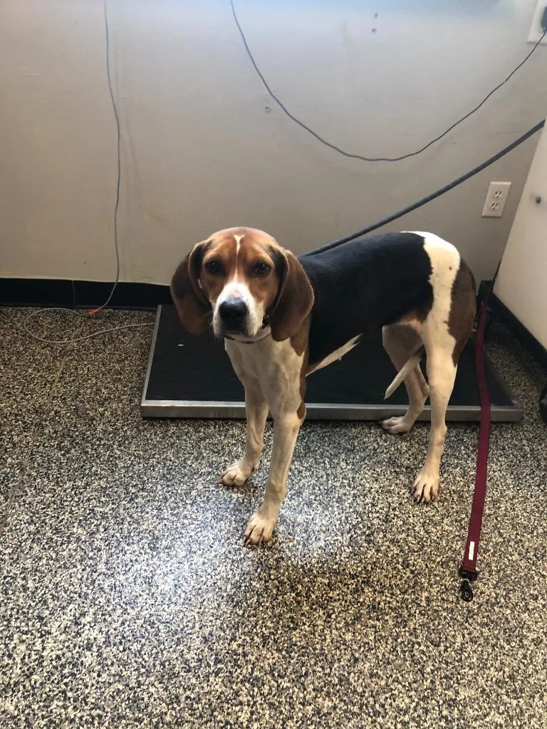 An adult large-sized female Mixed Breed dog named Marci for adoption in Columbia, TN