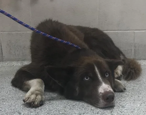 An adult large-sized male Siberian Husky dog named A for adoption in Conroe, TX