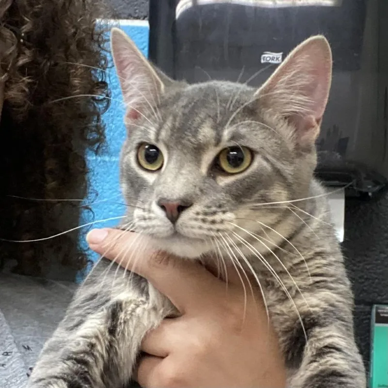 A young medium-sized male Gray / Blue / Silver Domestic Short Hair cat named Noir for adoption in Ardmore, OK