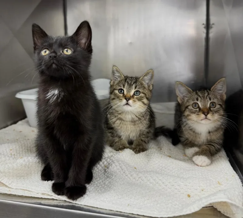 A baby medium-sized female Black Domestic Short Hair cat named Sante for adoption in Mount Vernon, OH