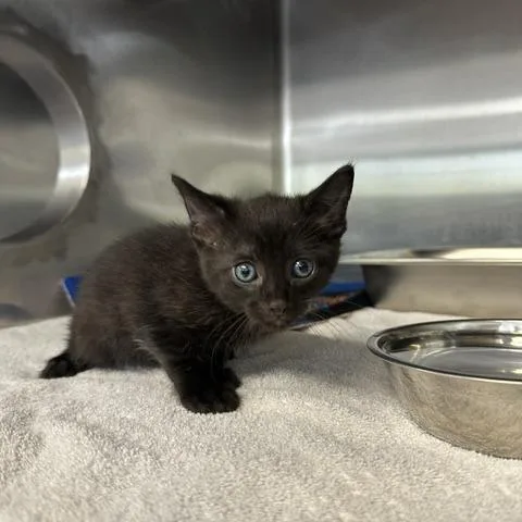A baby small-sized male Domestic Short Hair cat named Scorpio for adoption in Indianapolis, IN