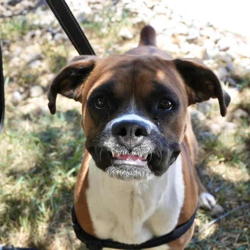 An adult large-sized female Brown / Chocolate Boxer dog named Millie for adoption in Pagosa Springs, CO