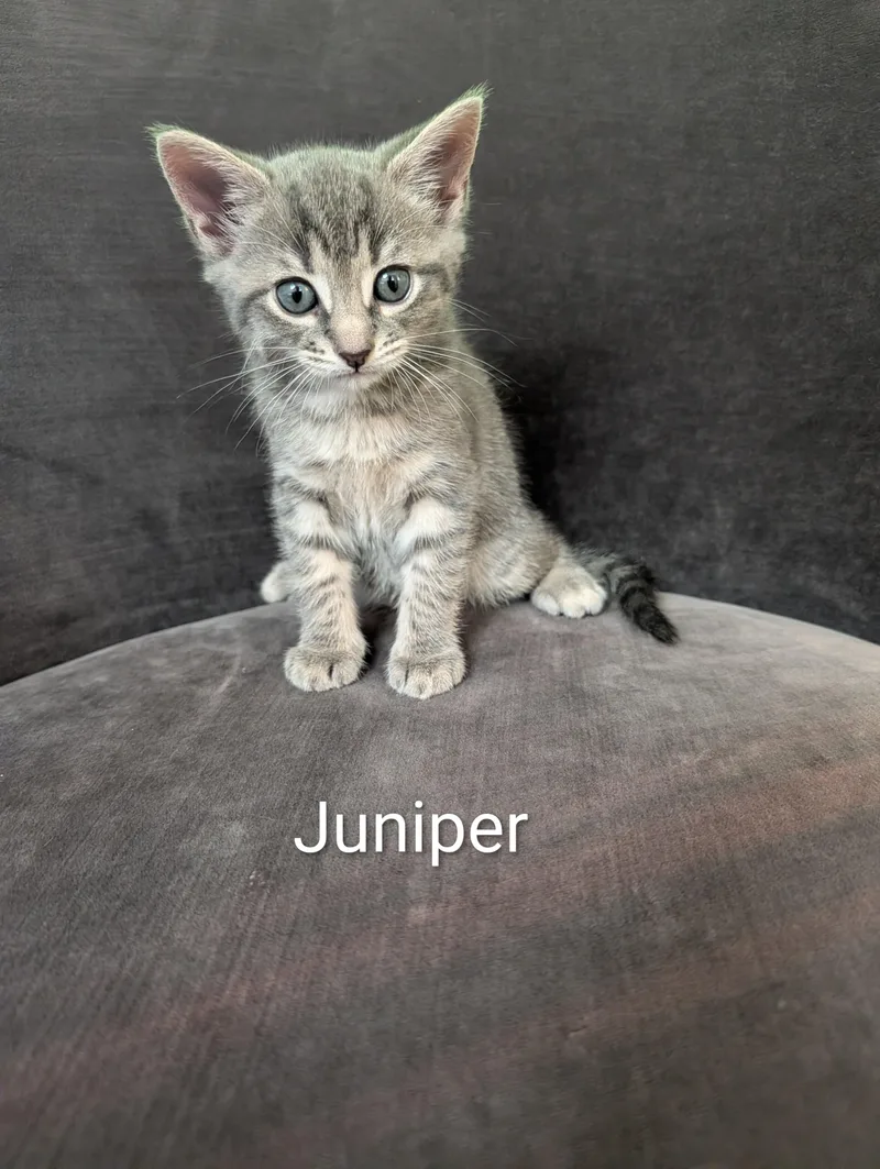 A baby small-sized female Tabby (Gray / Blue / Silver) Domestic Short Hair cat named Juniper The Tree for adoption in Norwalk, CT