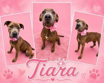 Tiara