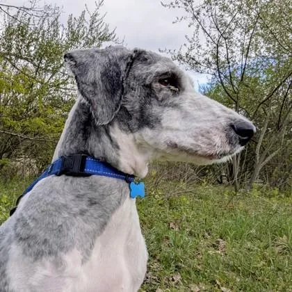 An adult large-sized male Old English Sheepdog dog named Colt for adoption in Bloomsburg, PA