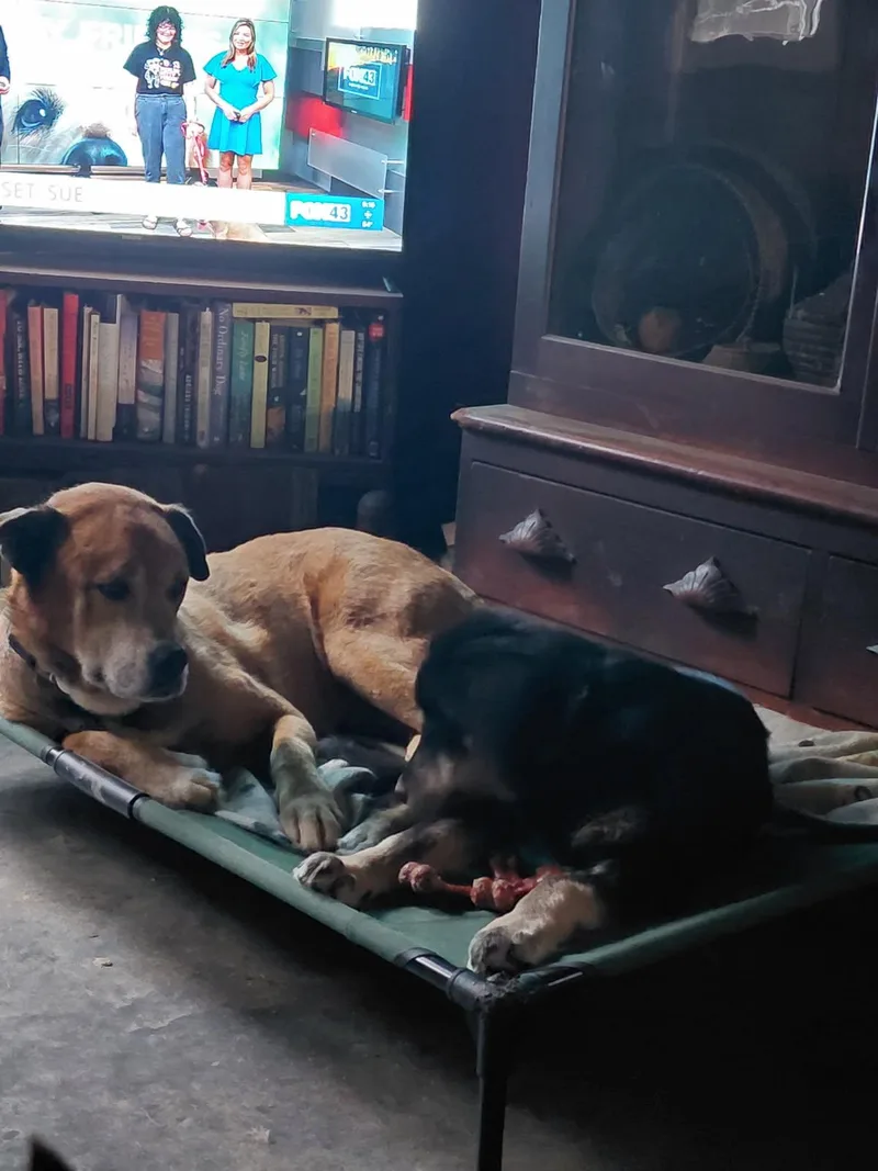 Sloppy Jo thumbnail 2