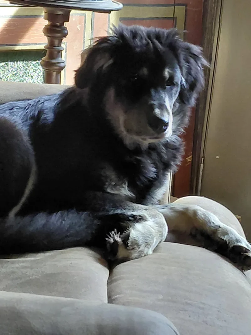 A young medium-sized female Black Golden Retriever dog named Sloppy Jo for adoption in Millerstown, PA
