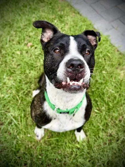 An adult medium-sized male Terrier dog named Bert for adoption in Washington, DC