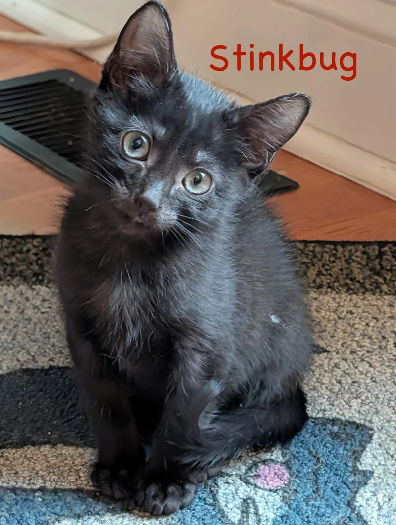A baby medium-sized female Black Domestic Short Hair cat named Stinkbug...I like shoulder rides for adoption in Murfreesboro, TN
