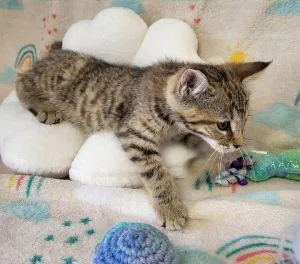 A young medium-sized female Domestic Short Hair cat named Cannoli for adoption in Bucyrus, OH