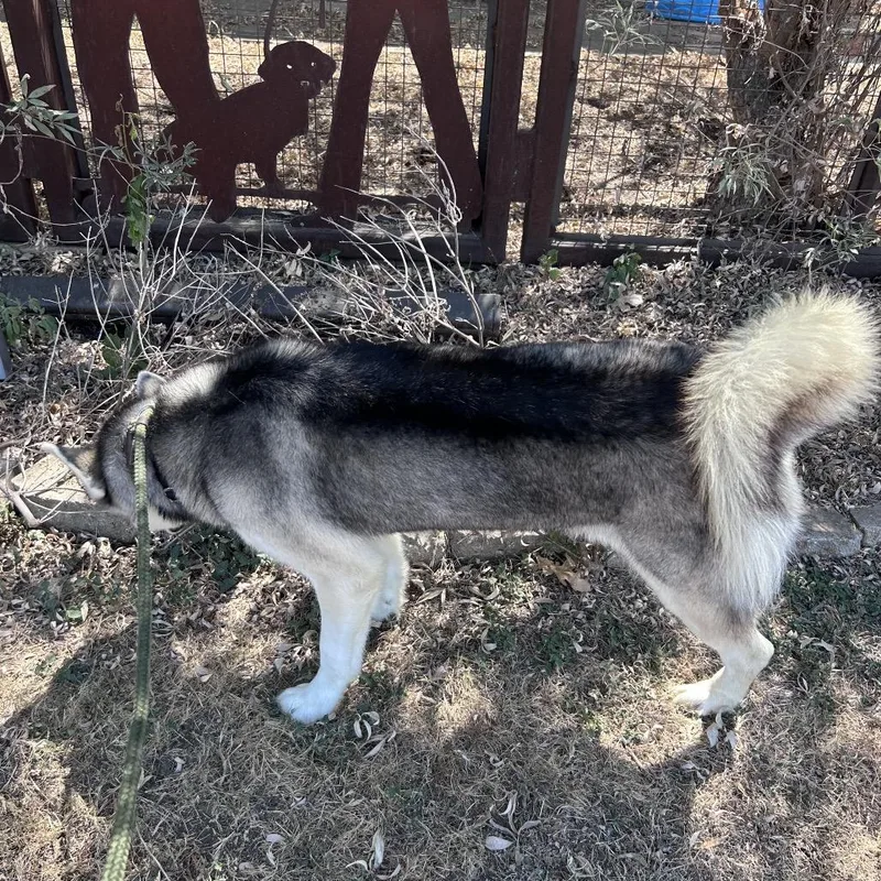 An adult large-sized male White / Cream Husky dog named Baron for adoption in Aledo, TX