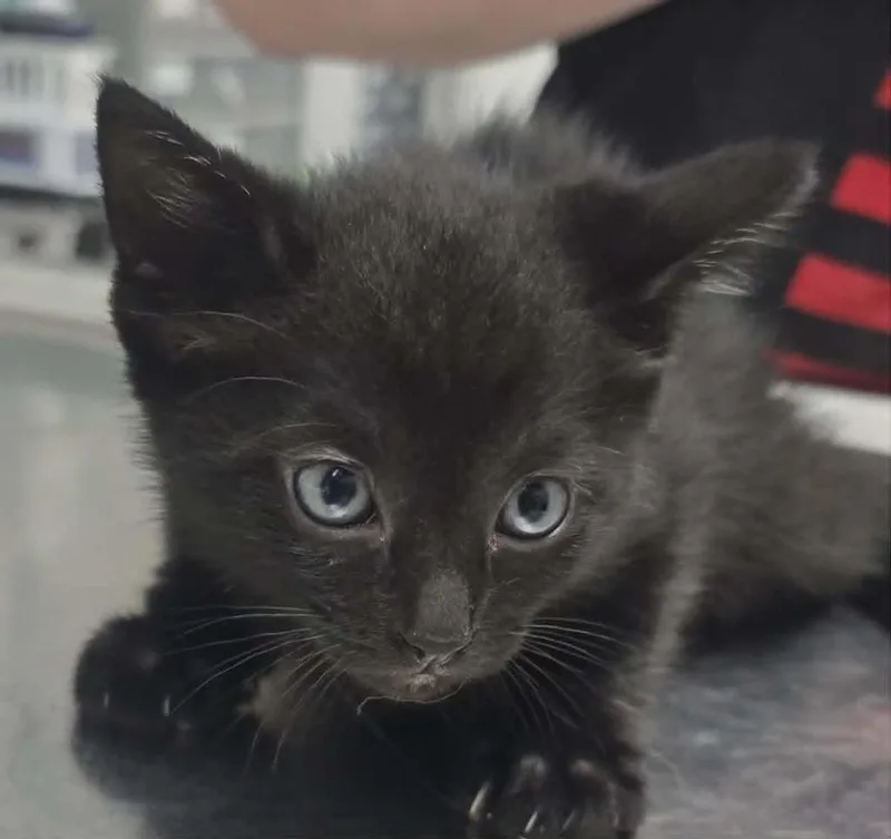 A baby small-sized female Domestic Short Hair cat named Patty for adoption in Hillsdale, IN