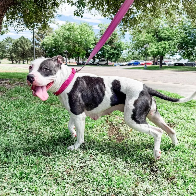 An adult medium-sized female Pit Bull Terrier dog named Indie for adoption in Parker, CO