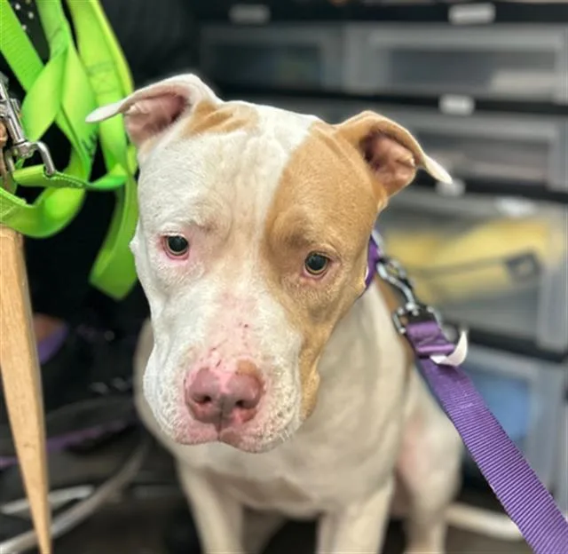 An adult medium-sized female Staffordshire Bull Terrier dog named Hope for adoption in Tucson, AZ