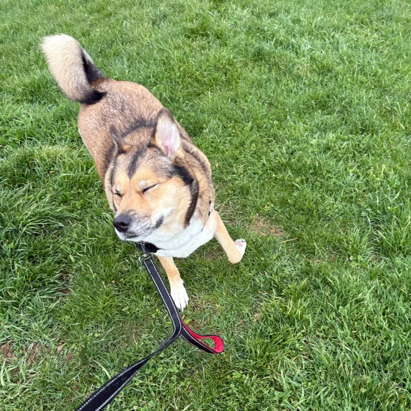 An adult large-sized female Brown / Chocolate Husky dog named Rhea for adoption in Dover, NH